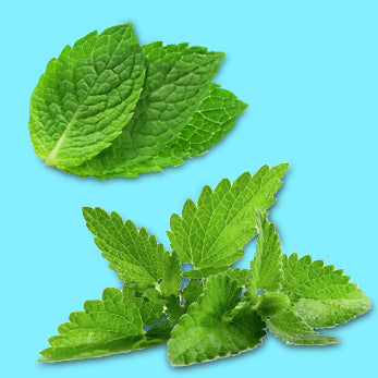 MENTHOL / MINT